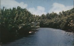 Ylig River Postcard