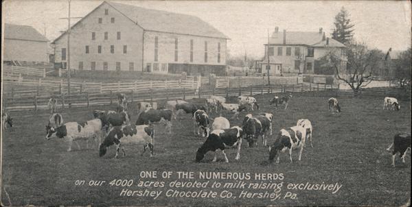 A Herd of Hershey Chocolate Cows Pennsylvania