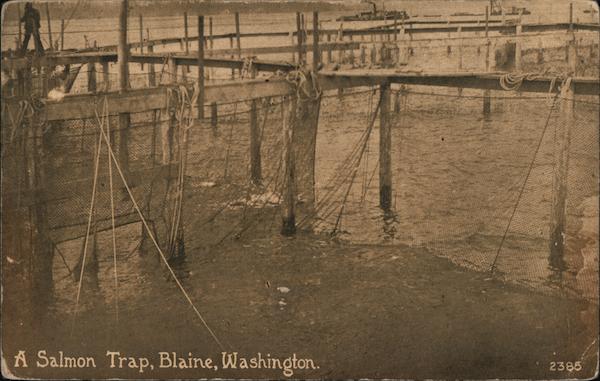 A Salmon Trap Blaine Washington