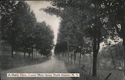 Shady Drive on Lower Main Street North Branch, NY Postcard Postcard Postcard