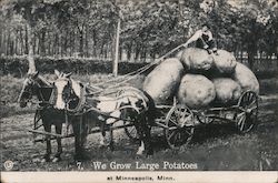 We Grow Large Potatoes - Man on Giant Potatoes, Horses and Cart Postcard