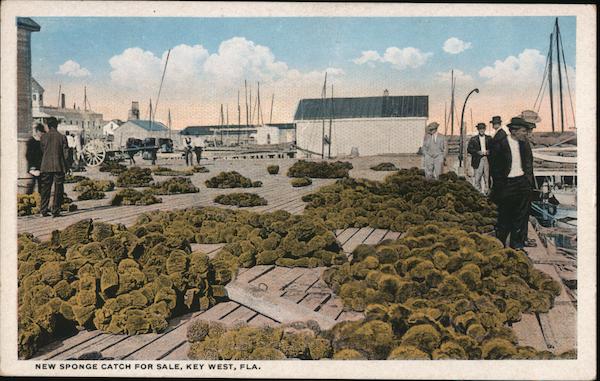 New Sponge Catch for Sale Key West Florida