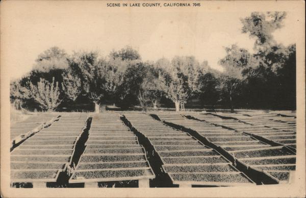 Drying Fruit - Scene in Lake County, California