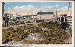 New Sponge Catch for Sale Postcard