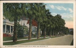 St. Charles Street, Showing Giant Palm Trees Postcard