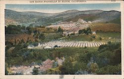 Los Gatos Foothills in Bloom California Postcard Postcard Postcard