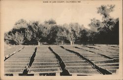 Drying Fruit - Scene in Lake County, California Postcard