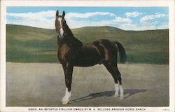 Arabian Stallion "Nasik" - W.K. Kellogg Horse Ranch Pomona, CA Postcard Postcard Postcard