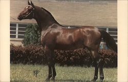 Winraff 067280 (Orbit-Wingida) 15. hand Bay Stallion, foaled in 1970. Four *Raffles crosses. 50% Skowronek. Postcard