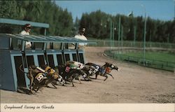 Greyhounds Breaking the Starting Box Postcard