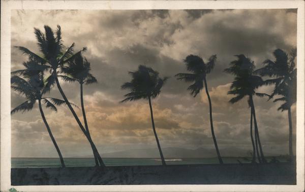 Palm Trees Leaning Left Honolulu Hawaii
