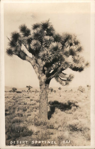 Desert Sentinel 1283 Trees