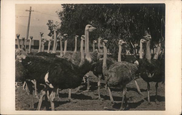 Flock of Ostriches