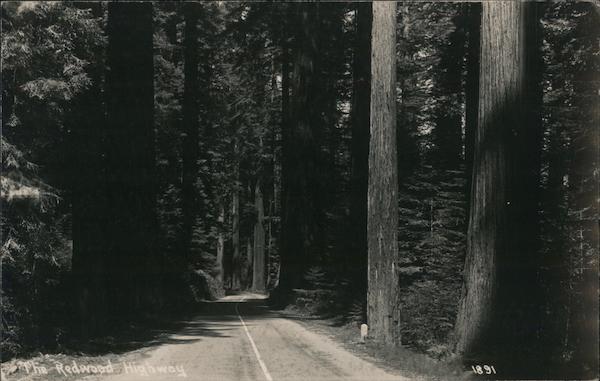 The Redwood Highway California