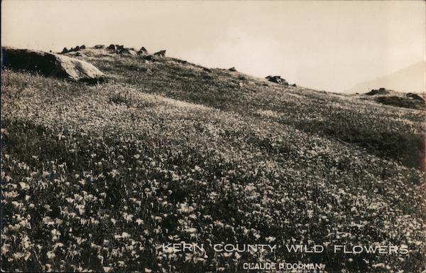 Kern county Wild Flowers California Claude P Dorman