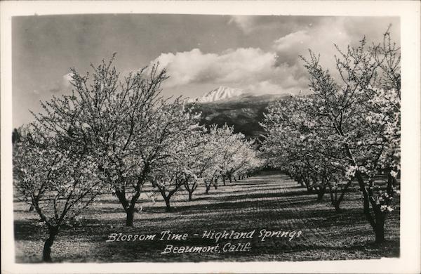Blossom Time - Highland Springs Beaumont California