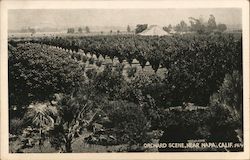 Orchard Scene Napa, CA Postcard Postcard Postcard