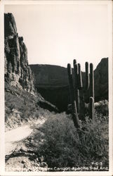 Scene in Fish Creek Canyon Postcard