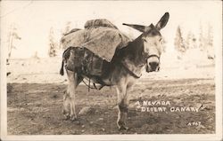A Nevada "Desert Canary" Postcard