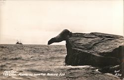 Seal Plunging Into The Bering Sea Postcard