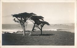 Cypress Trees on the Coast Postcard