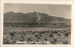 Cronise "The Cat" 5122, Mojave Postcard