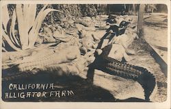Aligator Farm Postcard