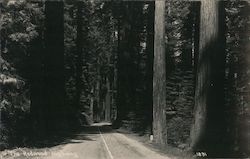 The Redwood Highway California Postcard Postcard Postcard