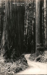 Mill Creek Drive Postcard