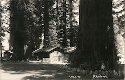 Cabins among Redwood Trees Postcard