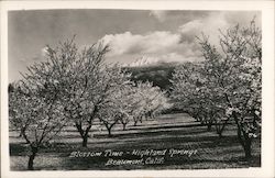 Blossom Time - Highland Springs Postcard