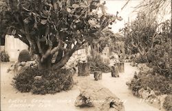 Cactus Garden Lower Rio Grande Valley Postcard