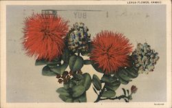 Lehua Flower, Hawaii Postcard Postcard Postcard