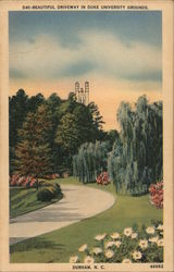 Beautiful Driveway in Duke University Grounds Postcard