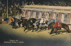 Greyhound Racing Postcard