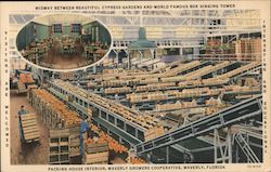 Packing House Interior, Waverly Growers Cooperative Florida Postcard Postcard Postcard