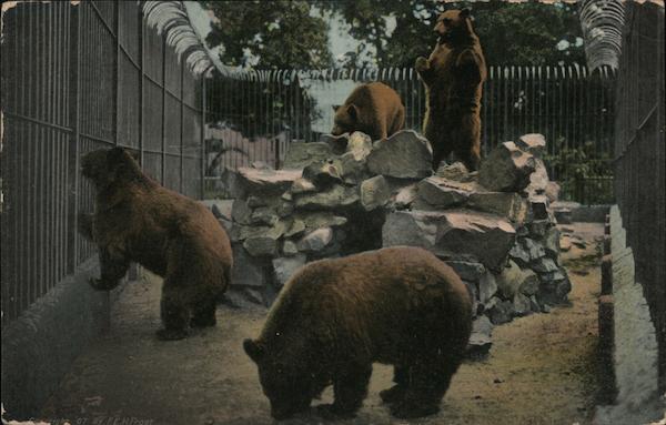 Brown Bear Exhibit, Idora Park Oakland California