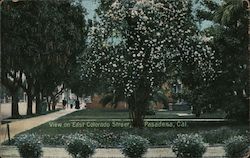 View on East Colorado Street - Flowering Tree Postcard