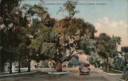 California Live Oak, Orange Grove Avenue Postcard