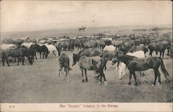 The "Rangler" Bringing in the Horses Postcard