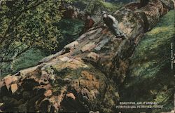 Beautiful California Petrified Log, Petrified Forest Postcard Postcard Postcard
