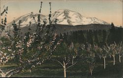 Sisson Apple Orchard and Mt. Shasta California E.J. Lawless, Druggist Postcard Postcard Postcard