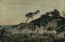 Ostrich Tree, 17 Mile Drive Postcard