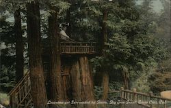 Lonesome Yet Surrounded by Giants, Big Tree Grove Postcard