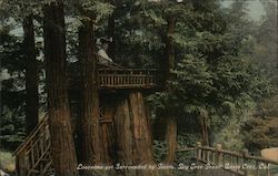 Lonesome Yet Surrounded by Giants, Big Tree Grove Santa Cruz, CA Postcard Postcard Postcard