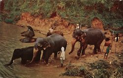 Elephants Bathing near Kandy, Ceylon Southeast Asia Postcard Postcard Postcard