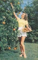 Orange Picker Postcard