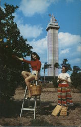 Picking Oranges Postcard