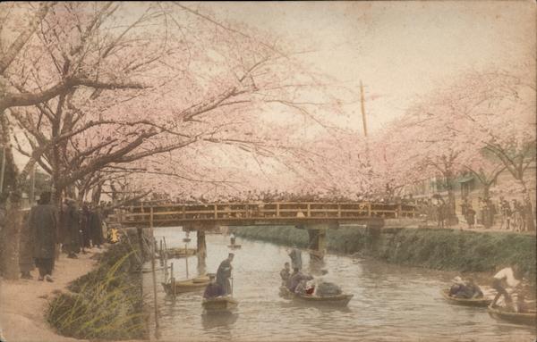 Cherry Blossom Scene on River Japan