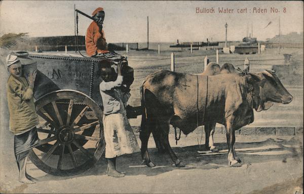 Bullock Water cart Aden Yemen Cows & Cattle
